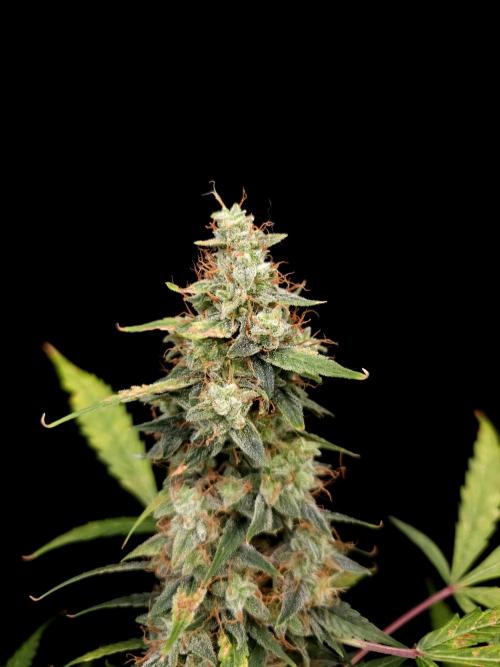 White widow auto. Week 10