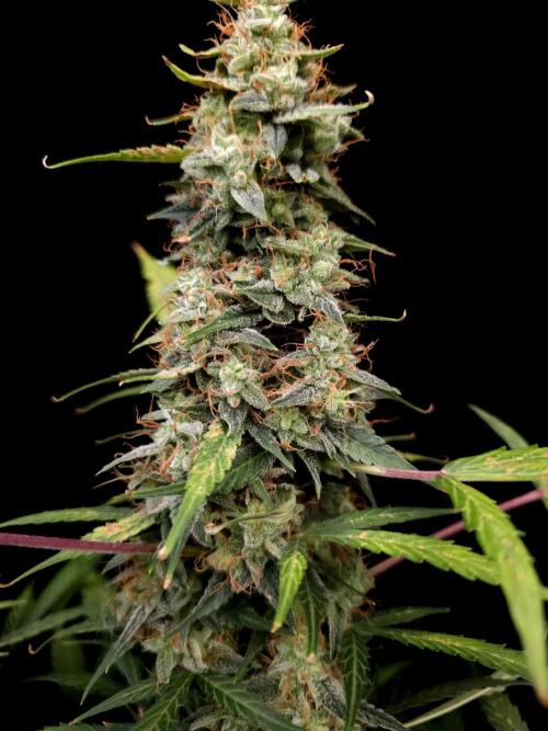 White Widow Auto. Week 10