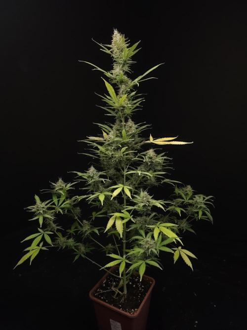 White widow auto 2. Week 10