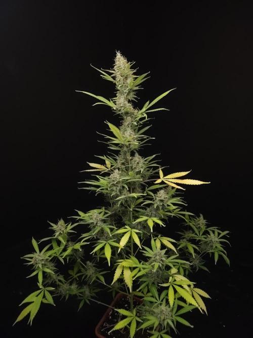 White widow auto 2. Week 10