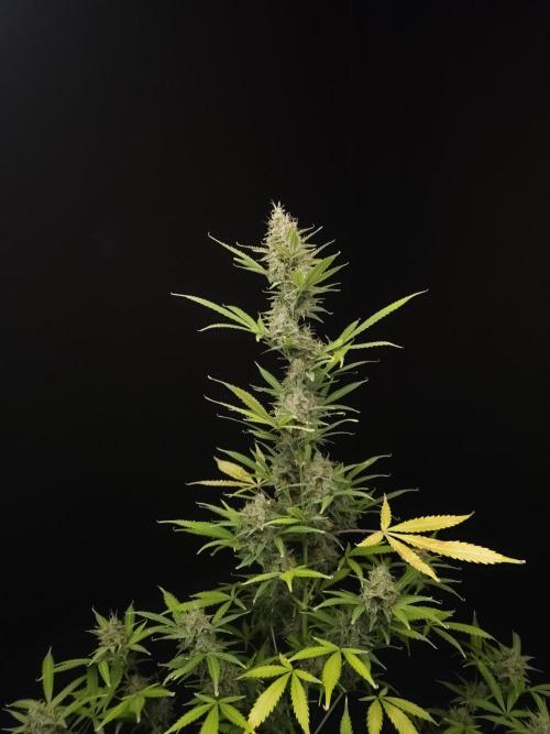 White widow auto 2. Week 10