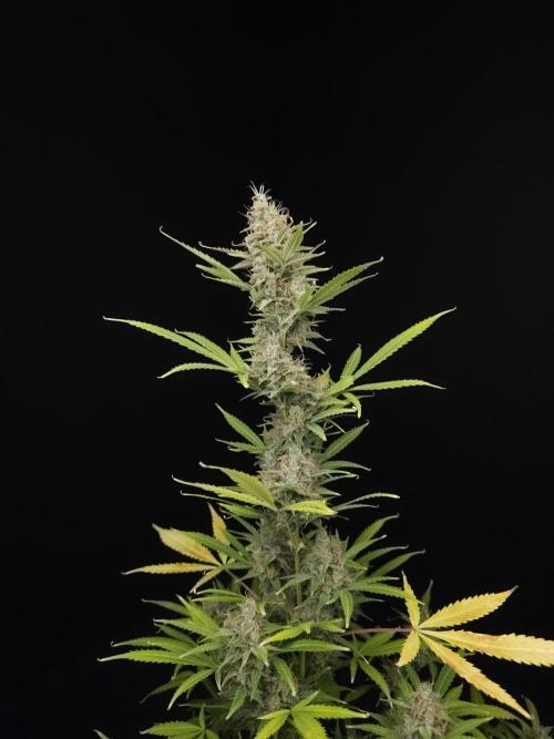 White widow auto 2. Week 10