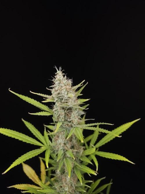 White widow auto 2. Week 10