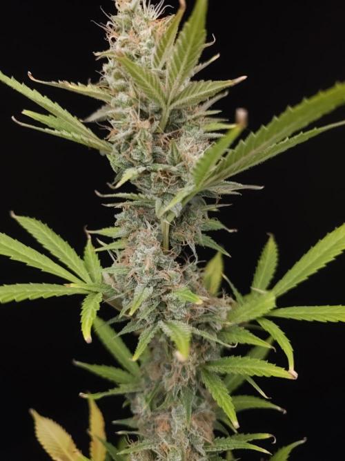 White widow auto 2. Week 10
