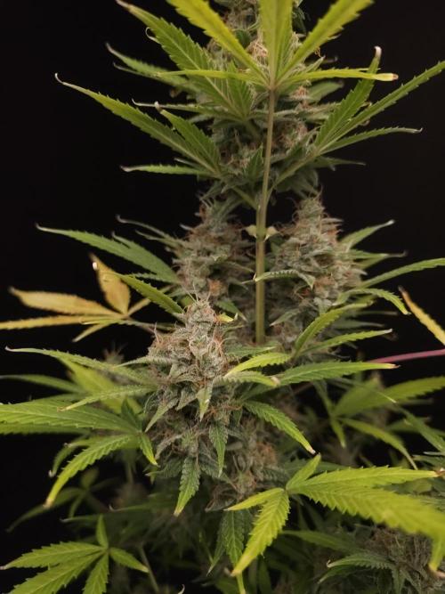White widow auto 2. Week 10