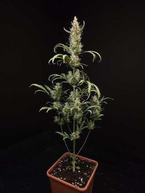 Girl scoute cookies auto. Week 10