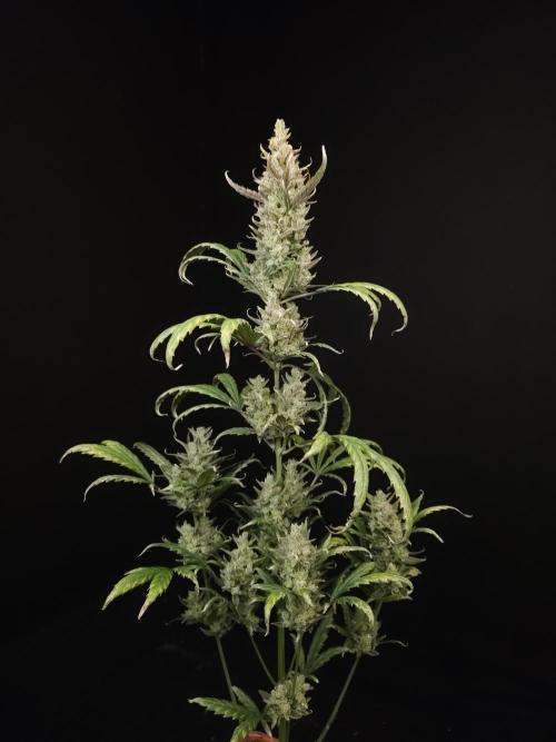 Girl scoute cookies auto. Week 10
