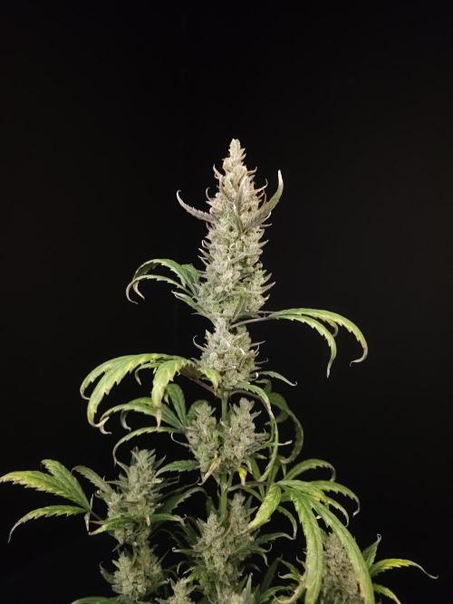 Girl scoute cookies auto. Week 10