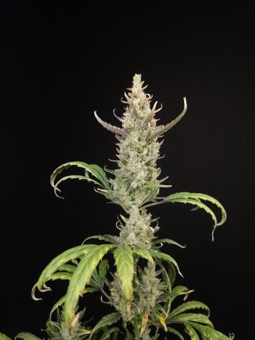 Girl scoute cookies auto. Week 10
