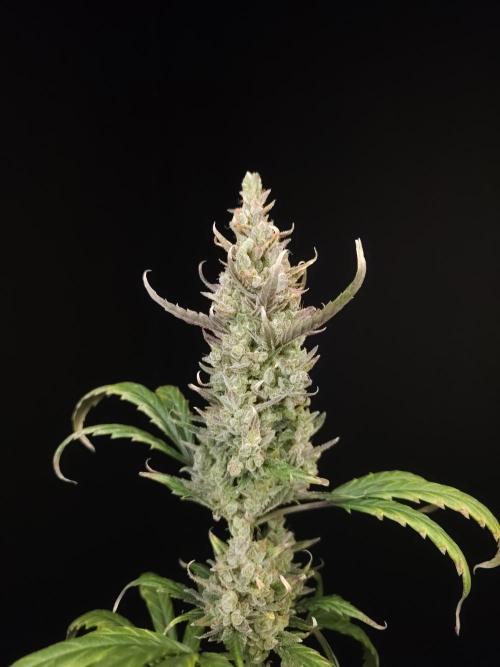 Girl scoute cookies auto. Week 10