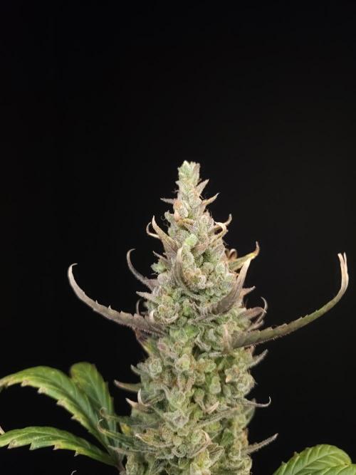 Girl scoute cookies auto. Week 10