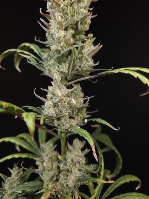 Girl scoute cookies auto. Week 10