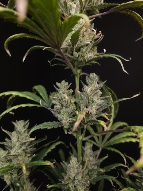 Girls Scout Cookies Automatic. Week 10