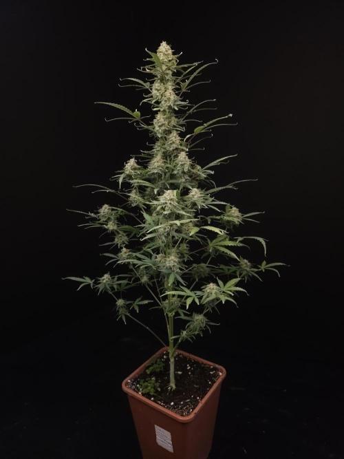 G.s.c auto 2. Week 10