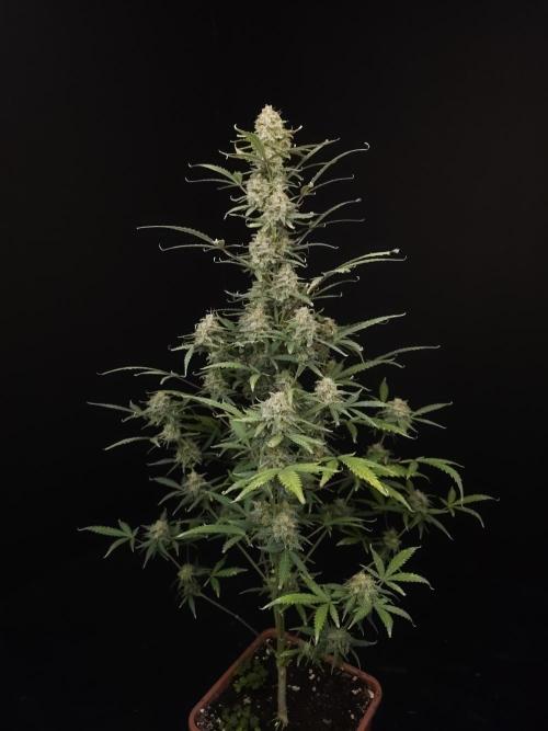 G.s.c auto 2. Week 10