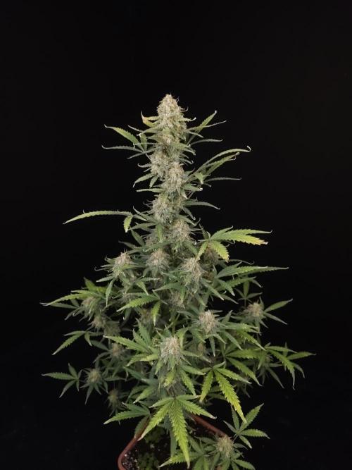 G.s.c auto 2. Week 10