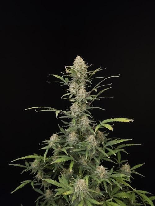 G.s.c auto 2. Week 10
