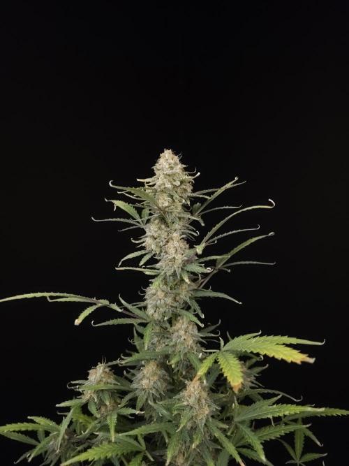 G.s.c auto 2. Week 10