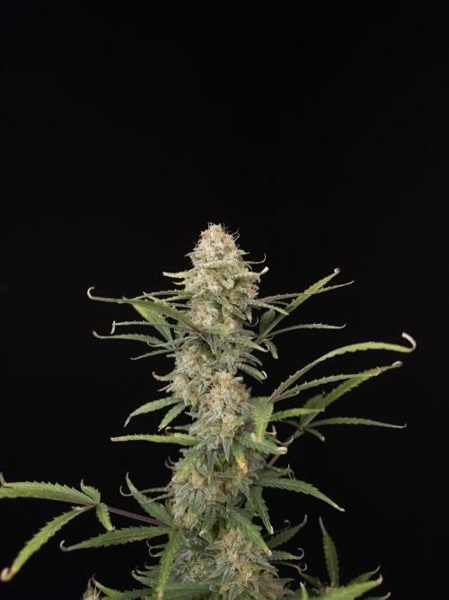 G.s.c auto 2. Week 10