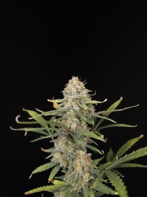 G.s.c auto 2. Week 10