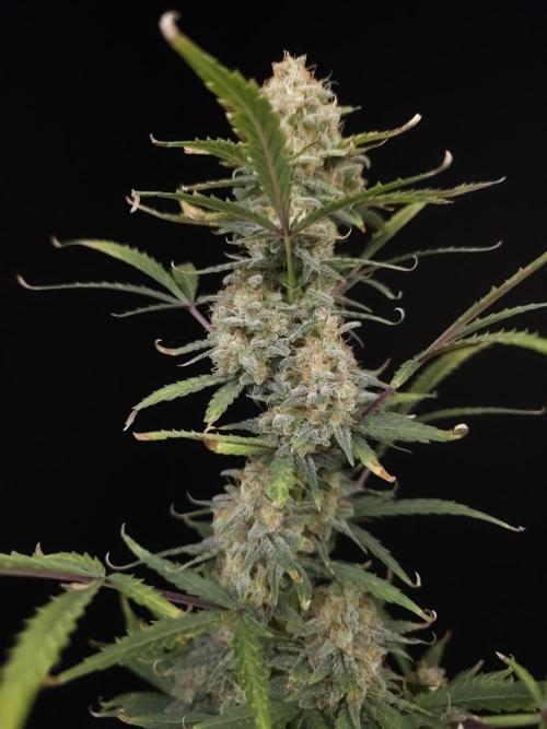 G.s.c auto 2. Week 10