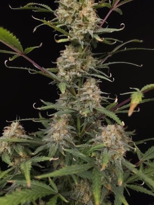 G.s.c auto 2. Week 10
