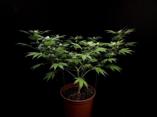 Sweet & Sour. Week 11
