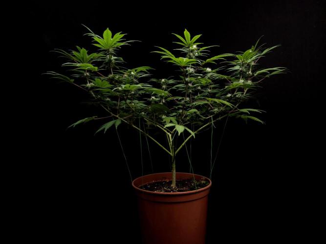 Sweet & Sour. Week 11