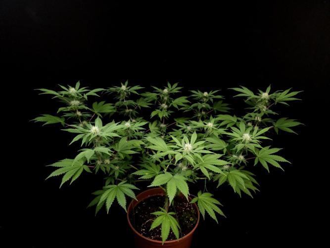 Sweet & Sour. Week 11