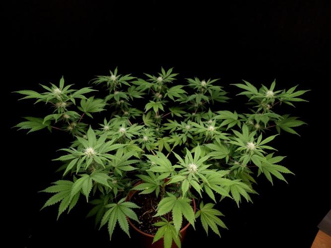 Sweet & Sour. Week 11