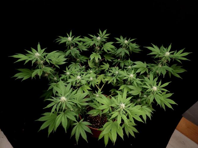 Sweet & Sour. Week 11