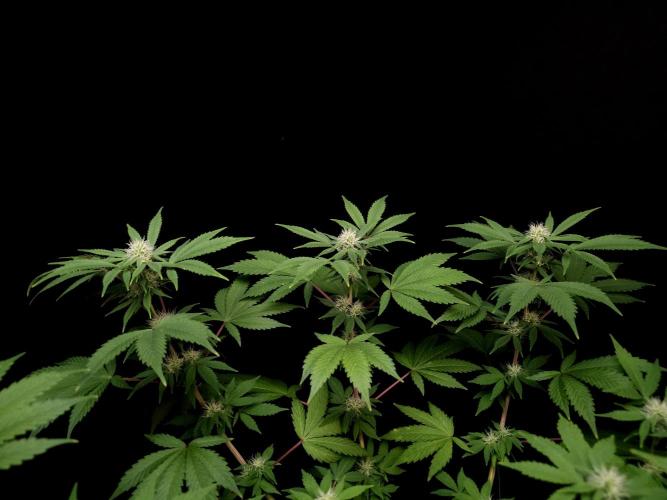 Sweet & Sour. Week 11