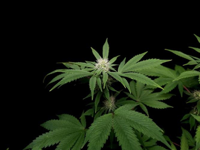 Sweet & Sour. Week 11