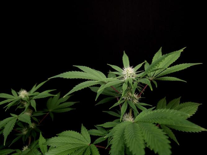 Sweet & Sour. Week 11
