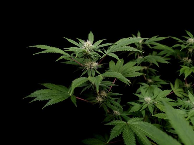 Sweet & Sour. Week 11