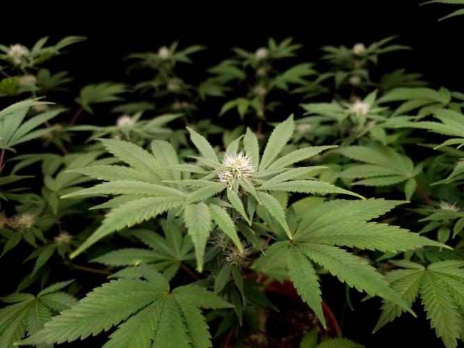 Sweet & Sour. Week 11