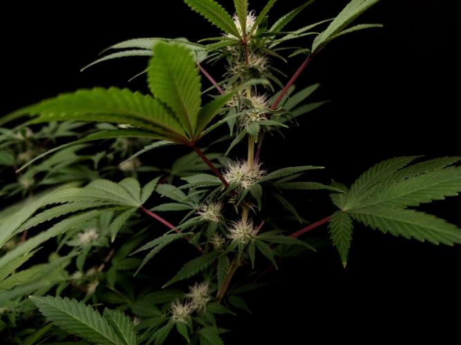 Sweet & Sour. Week 11