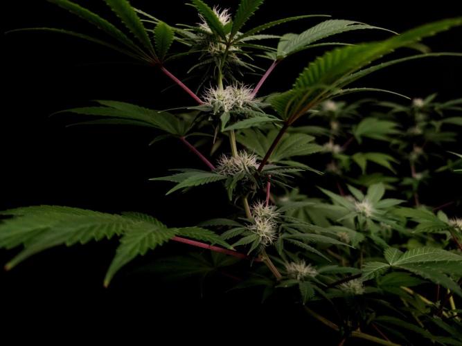 Sweet n Sour Indoor. Week 11