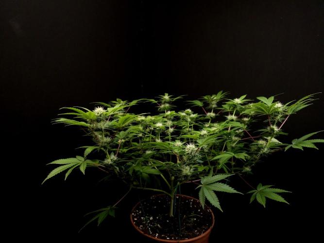 Snow White. Week 11