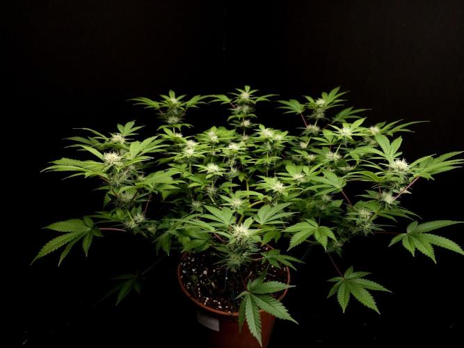 Snow White. Week 11