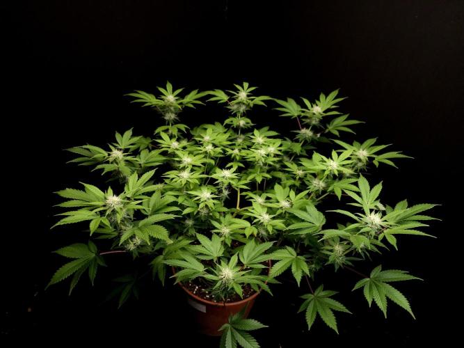Snow White. Week 11