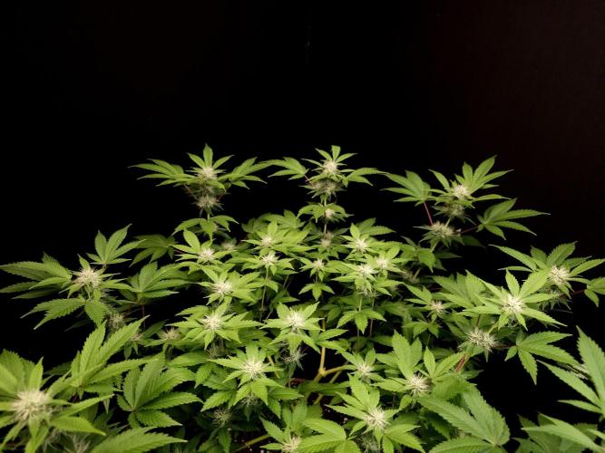 Snow White. Week 11