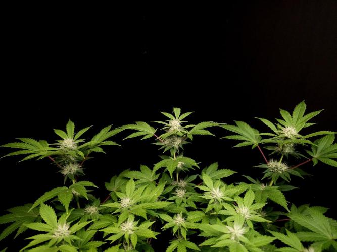 Snow White. Week 11