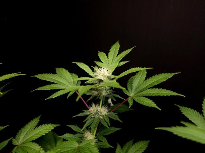 Snow White. Week 11