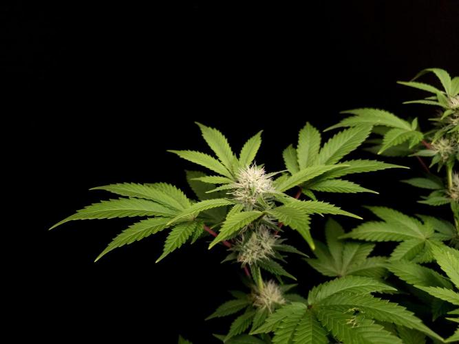 Snow White. Week 11