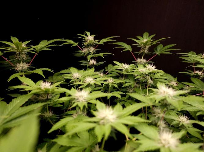 Snow White. Week 11