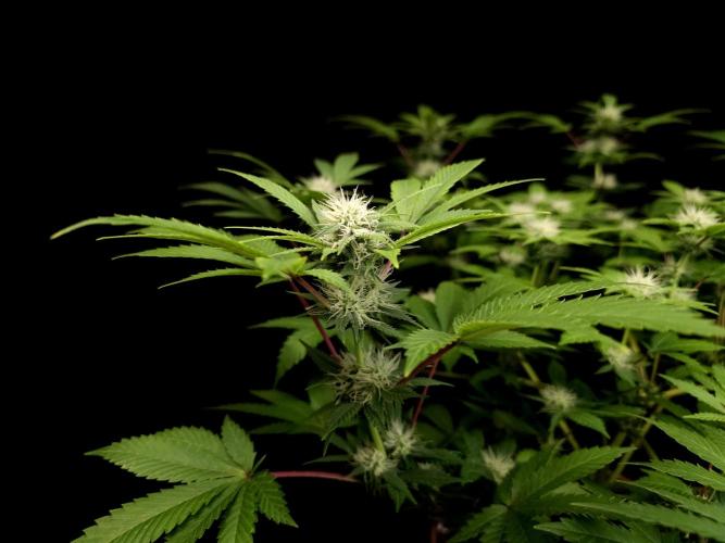 Snow White. Week 11