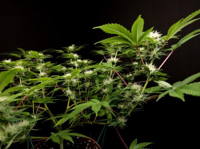 Snow White. Week 11