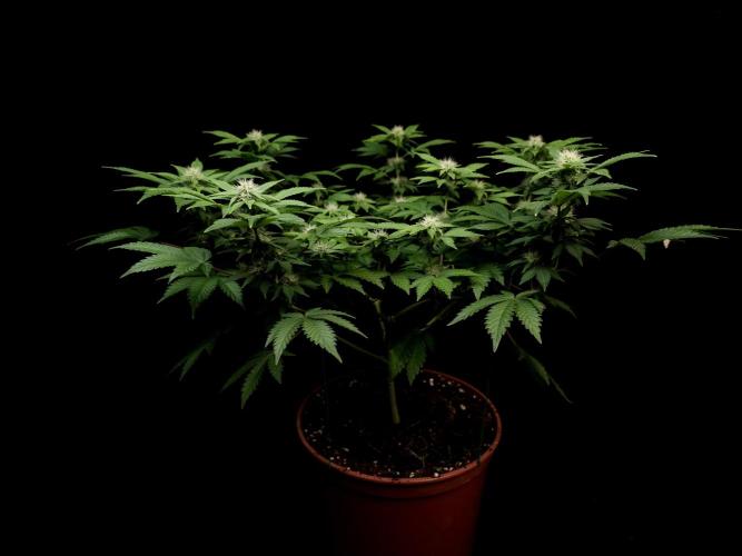 Skunk. Week 11