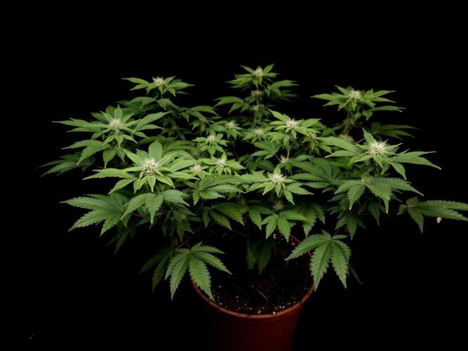 Skunk. Week 11